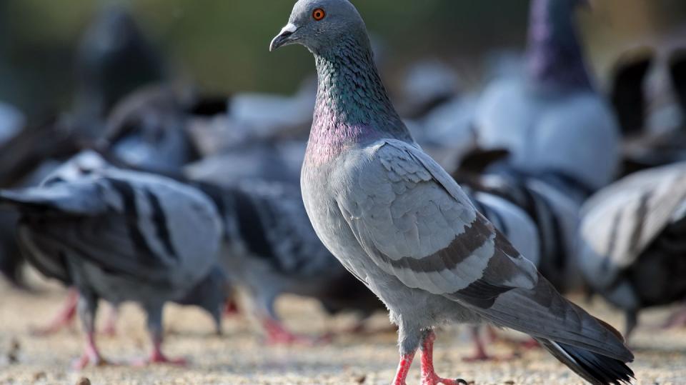 Domestikovaná forma holuba skalního